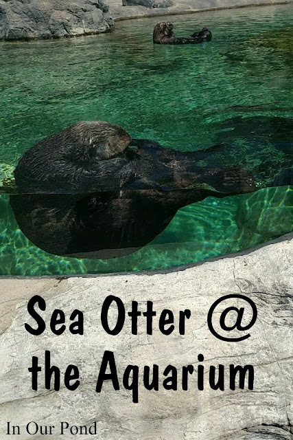 Family-Friendly Attractions on the Oregon Coast   #road trips  #kids  #family  #vacation  #oregon