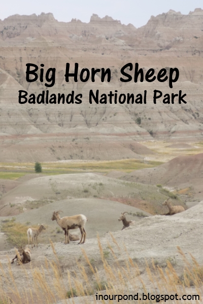 Family-Friendly Attractions near Rapid City, SD from In Our Pond #travel #roadtrip #roadtripkids #family #southdakota #rapidcity #mtrushmore #traveltips